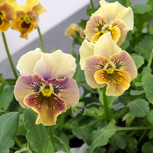 草花の苗/MSKガーデン小輪フリンジビオラ：和モダンクラシックカラー　鬱金（うこん）3.5号ポット