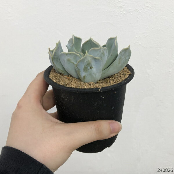 観葉植物/エケベリア：スリラーパール　3号鉢植え