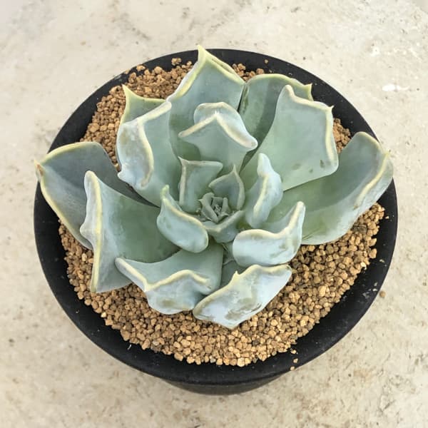 観葉植物/エケベリア：スリラーパール　3号鉢植え