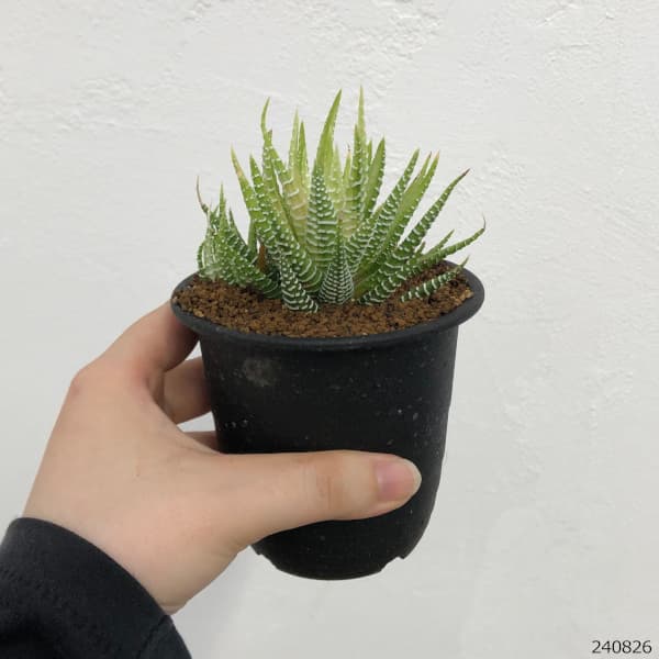 観葉植物/ハオルチア（ハオルチオプシス）：白蝶 3号鉢植え 2