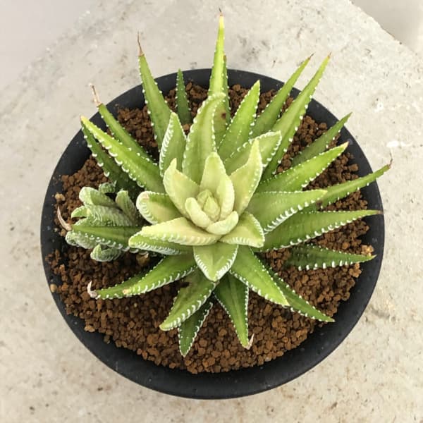 観葉植物/ハオルチア（ハオルチオプシス）：白蝶 3号鉢植え 3