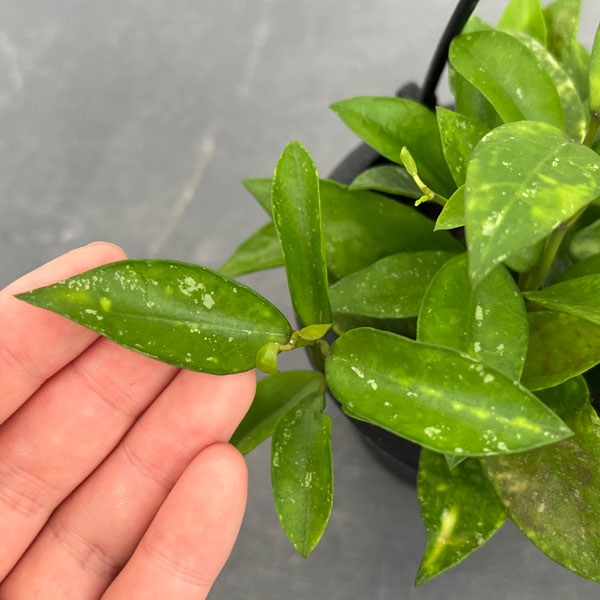 観葉植物/ホヤ：ラクノーサ アマリーロ 3号吊り鉢