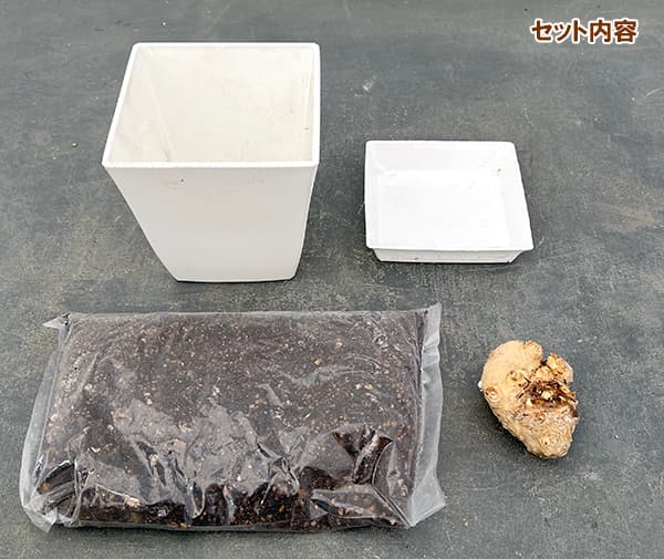 球根/球根カラーの栽培セット：キャプテン イエロー1球入り