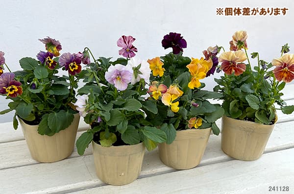 草花の苗/ビオラ：エボルべ　ストライプ3.5号ポット 3株セット