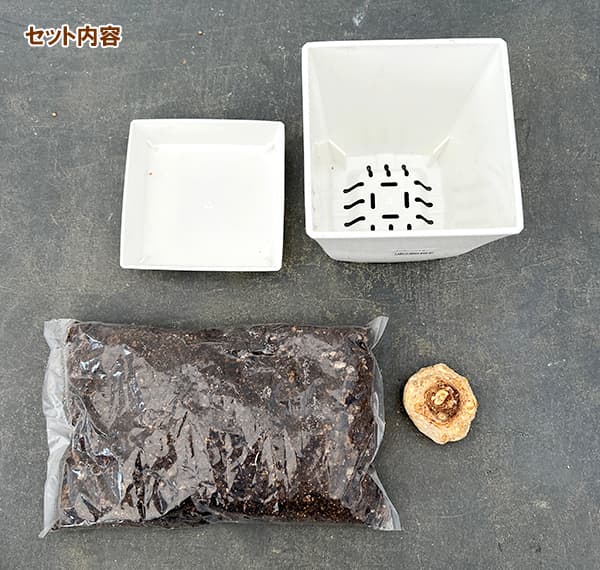 球根/球根カラーの栽培セット：キャプテン ピンク1球入り