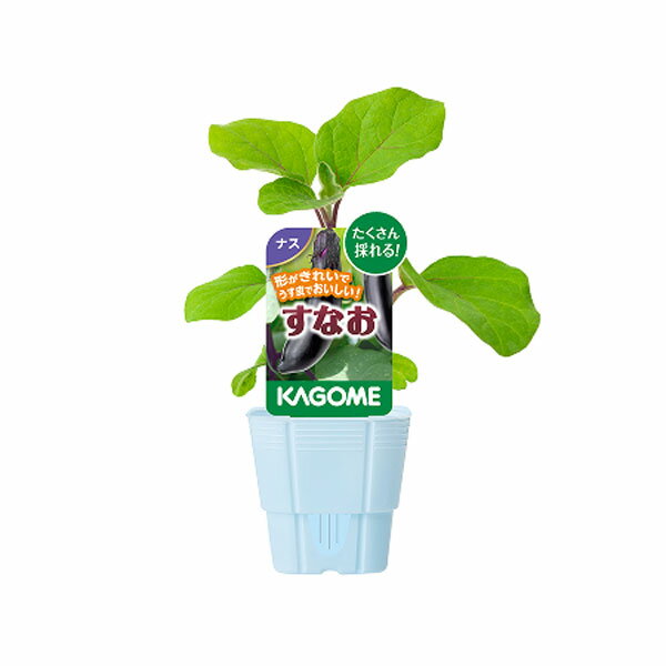 野菜の苗/ナス：カゴメ 紫中長ナス すなお自根苗3号ポット*