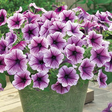 �ڥ���˥���F1��ƥ꡼�� �ѡ��ץ륢����[������ �֥���]