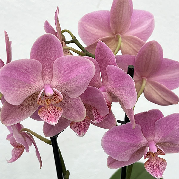 [����̵��][2026ǯ ��������ե�][ͽ��]�ߥǥ������祦��󡧥�����2��Ω�� ���� L������