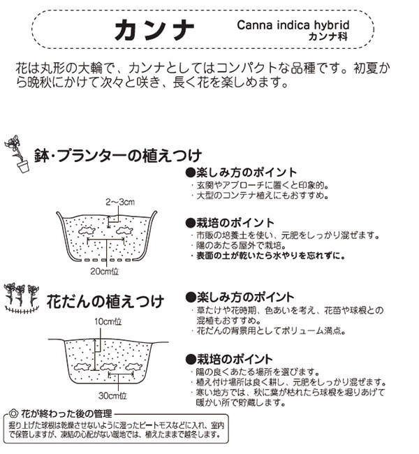 球根/カンナ：イエロー（黄花）1球入り