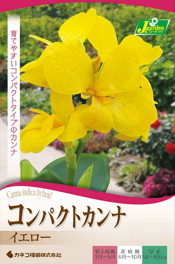 球根/カンナ：イエロー（黄花）1球入り