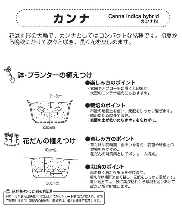 球根/カンナ：ホワイト（白花）1球入り