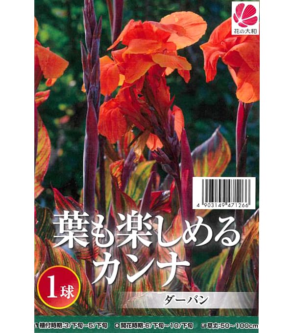 球根/カンナ：ダーバン 1球入り