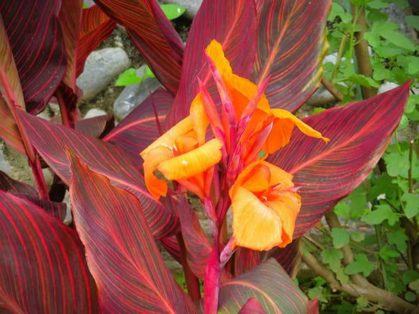 球根/カンナ：ダーバン 1球入り