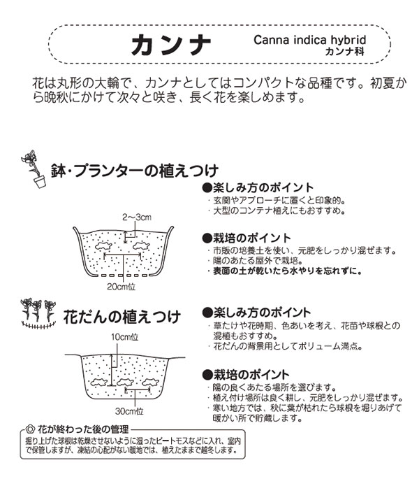 球根/カンナ：ピンク（桃花）1球入り