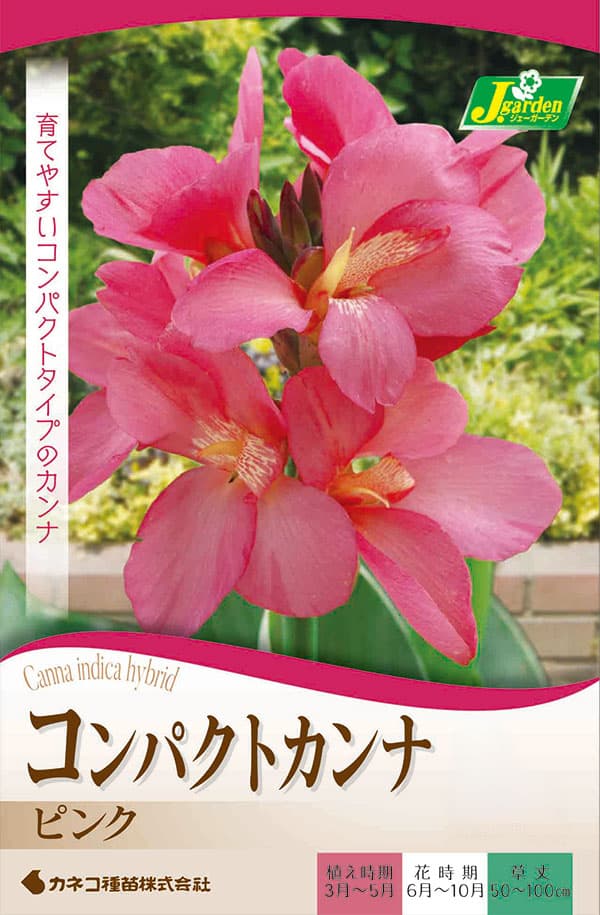 球根/カンナ：ピンク（桃花）1球入り