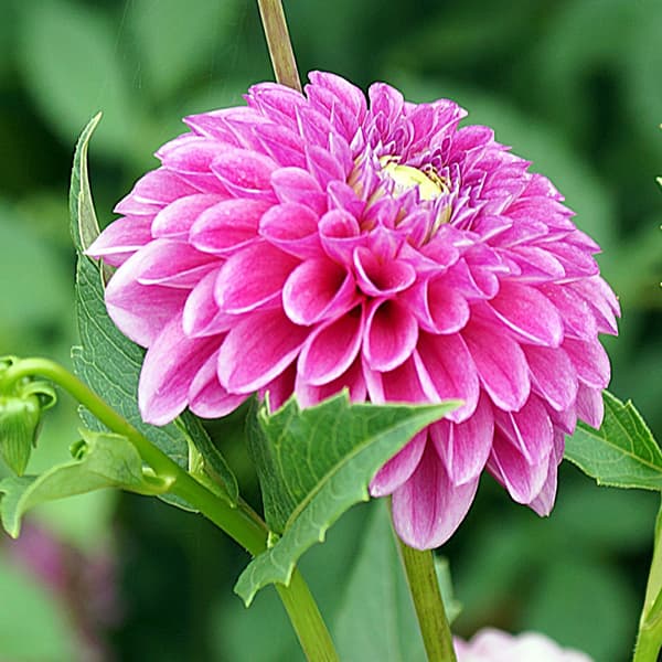 �庬/���ꥢ���ԥ󥯥ϥåԡ� 1��