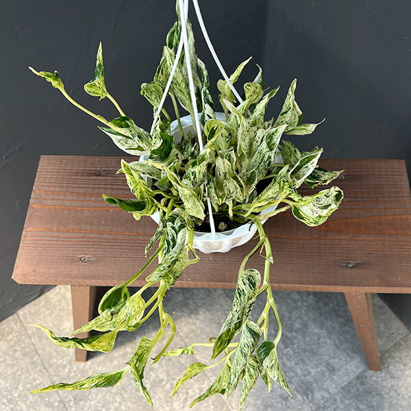 観葉植物/[ザ・ファームセレクト]ポトス：テルノラブソング　5号吊り鉢