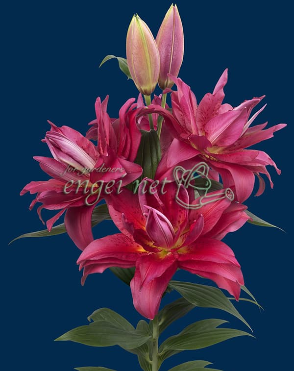 �庬/��ꡧȬ�ź餭���ꥨ�󥿥��꡼�ʥ�������꡼�˥ե���å�1����