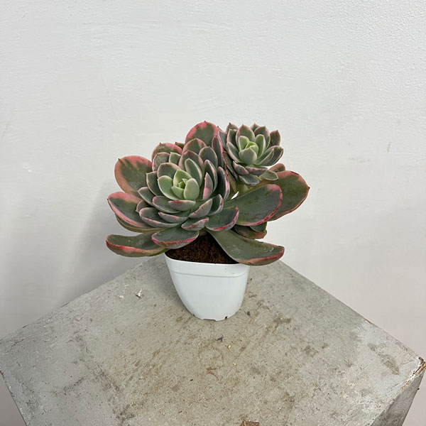 観葉植物/エケベリア：ピンクベラ錦 2.5号ポット