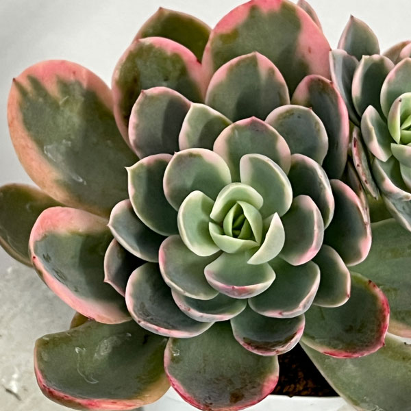 観葉植物/エケベリア：ピンクベラ錦 2.5号ポット