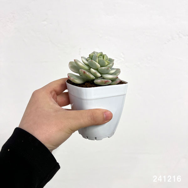 観葉植物/エケベリア：バニラビーンズ錦 2.5号ポット