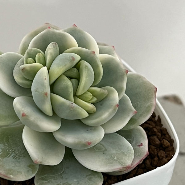 観葉植物/エケベリア：バニラビーンズ錦 2.5号ポット