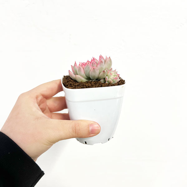 観葉植物/エケベリア：ミニマ錦 2.5号ポット