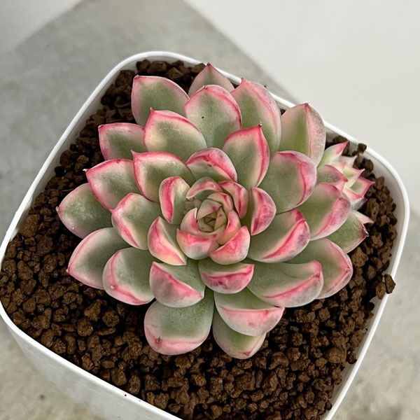 観葉植物/エケベリア：ミニマ錦 2.5号ポット
