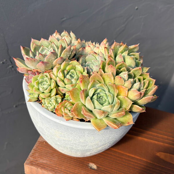 観葉植物/エケベリア：ミックス寄せ植え 4.5号鉢植え