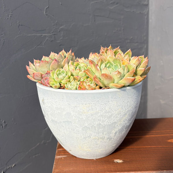 観葉植物/エケベリア：ミックス寄せ植え 4.5号鉢植え