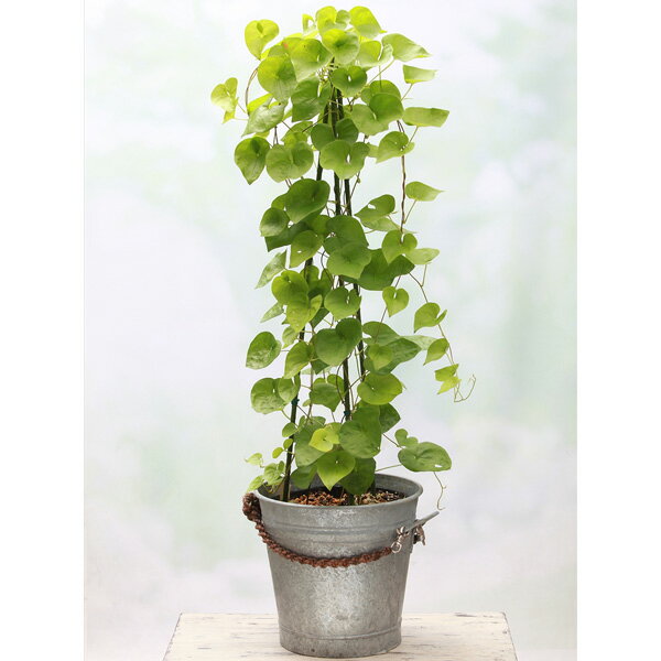 野菜の苗/クーガ芋（とげどころ）3球入り