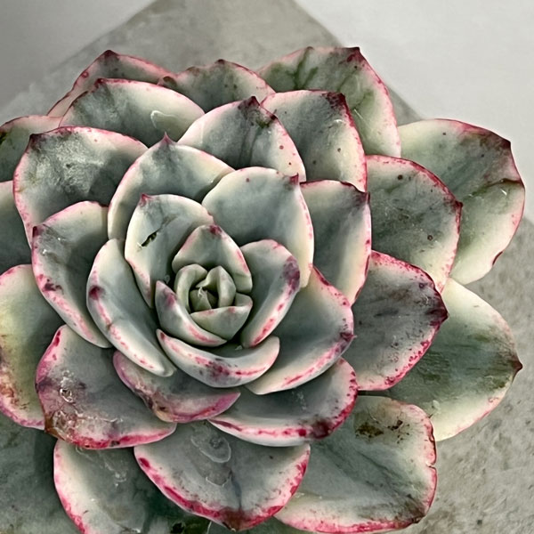 観葉植物/エケベリア：アトランティス錦 2.5号ポット