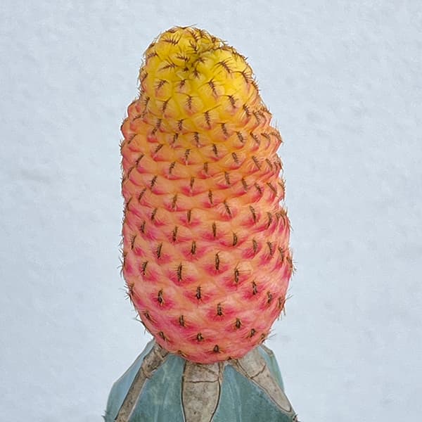 ���տ�ʪ/���ܥƥ󡧥��륳��֥��� ���˥���꡼�� �ܤ��ڻ�Ω�� 4��ȭ����