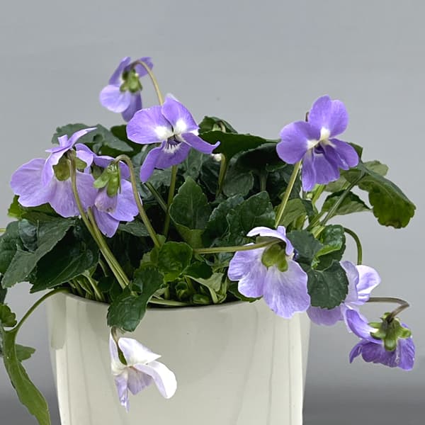 ���������/�ʤ櫓�����ò��˥ѥ�ޥ��ߥ졧�ѥԥꥪ3.5��ݥå�