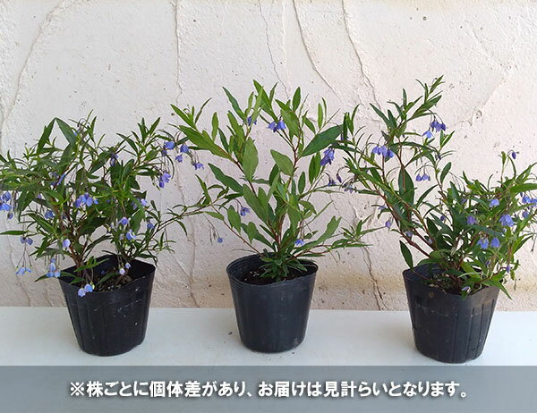 草花の苗/オーストラリアンブルーベルズ：ブルー3〜3.5号ポット2株セット