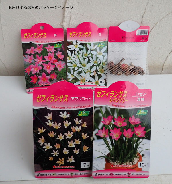 �庬/���ե���󥵥�����������ǻ����10��