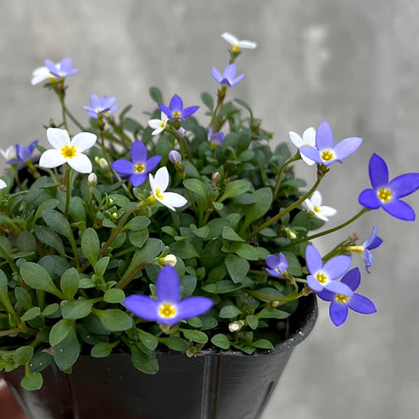 �ҥʥ���(����ˡ��֥롼���ۥ磻��3 ��ݥå�