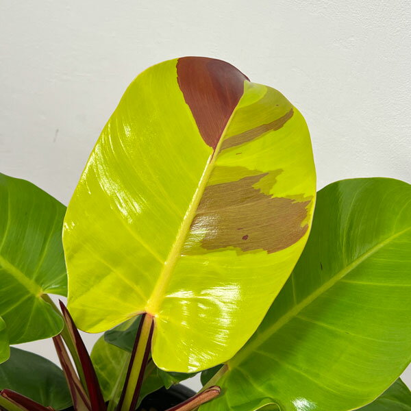 ���տ�ʪ/�ե����ǥ�ɥ��󡧥��������ե졼�� 5.5��25-02