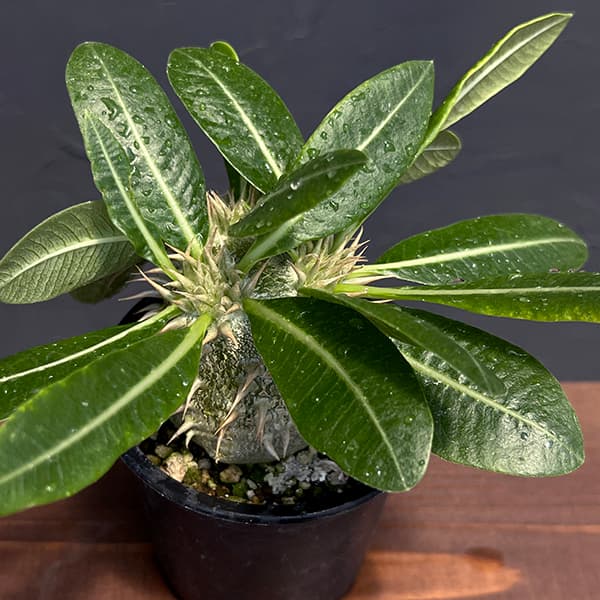 観葉植物/[ザ・ファームセレクト]パキポディウム：ブレビカウレレウコキサンツム（恵比寿笑い）　3号ポット25-03