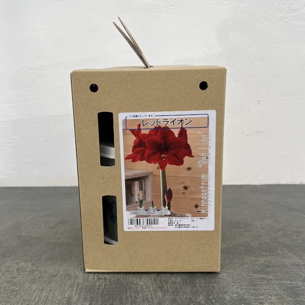 �庬/�ʤ櫓�����ò��˥ݥåȥ��ޥ�ꥹ ��åɥ饤������֡�ȭ����