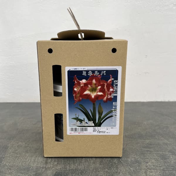 �庬/�ʤ櫓�����ò��˥ݥåȥ��ޥ�ꥹ �ߥͥ�С��֤���ڡ�ȭ����