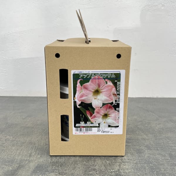 �庬/�ʤ櫓�����ò��˥ݥåȥ��ޥ�ꥹ ���åץ�֥��å�������ԥ󥯡�ȭ����