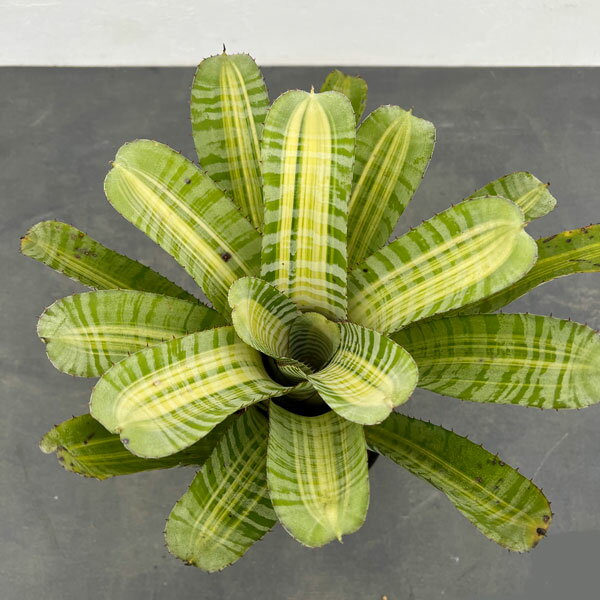 観葉植物/エクメア：ビスタ 5号鉢植え