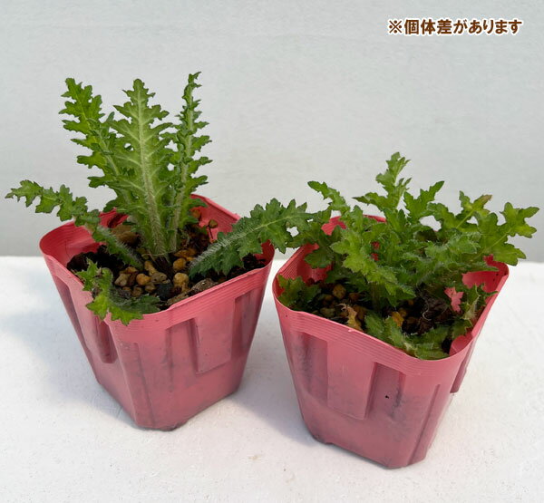 ���������/���������ߡ�����3��ݥå�*