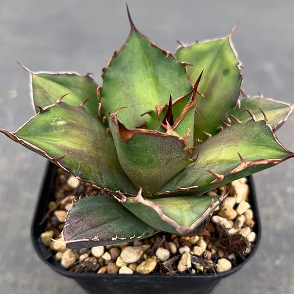 観葉植物/アガベ：チタノタ 雷王 3号ポット