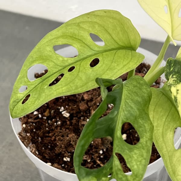 観葉植物/マドカズラ：斑入り 3号25-05