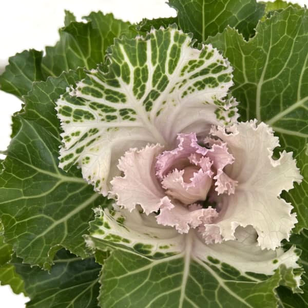 ��֤���/�ϥܥ�����ղ�ð�ˡ��ץ���ʥ����� ���ꥹ���� �Х˥�3��ݥå�