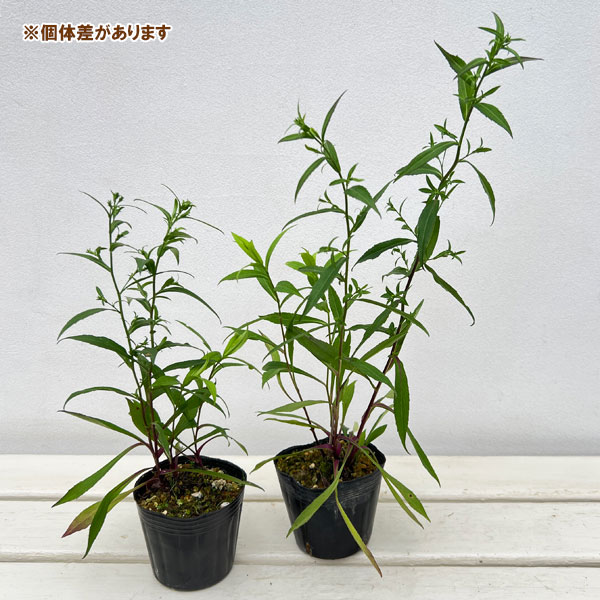 山野草の苗/友禅菊（ユウゼンギク）：姫友禅菊3号ポット