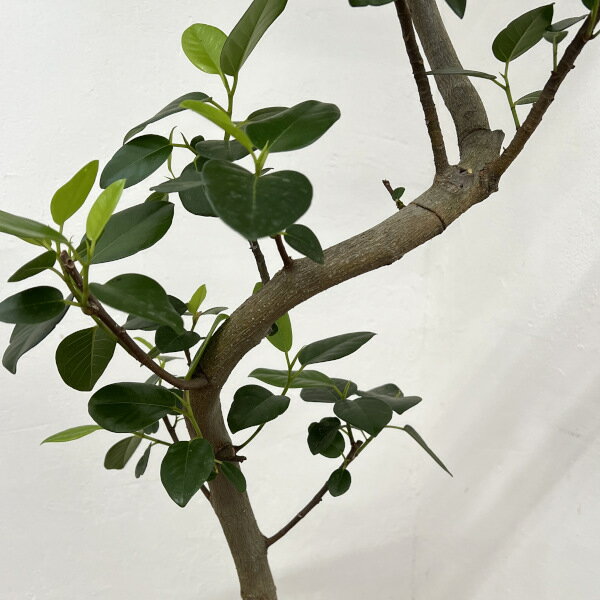 観葉植物/フィカス：ルビキノーサ（フランスゴム） 曲がり 7号鉢植え