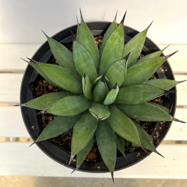 観葉植物/アガベ：リトルシャーク 8号鉢植え
